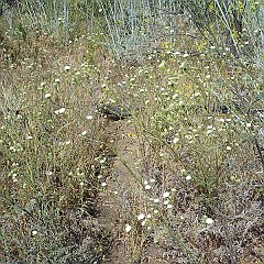 chaenactis artemisiifolia